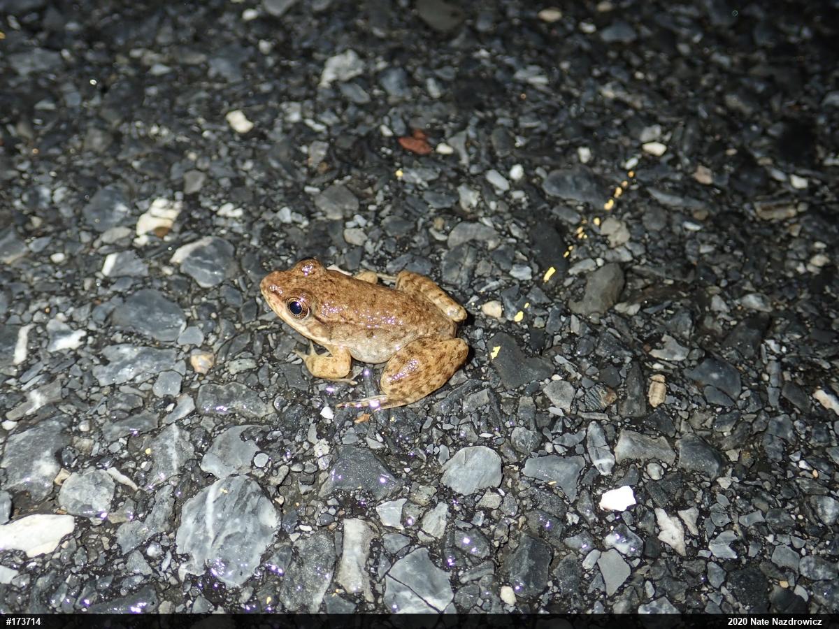 Green Frog