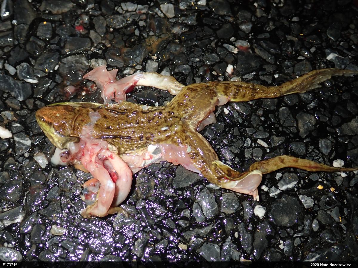 Green Frog