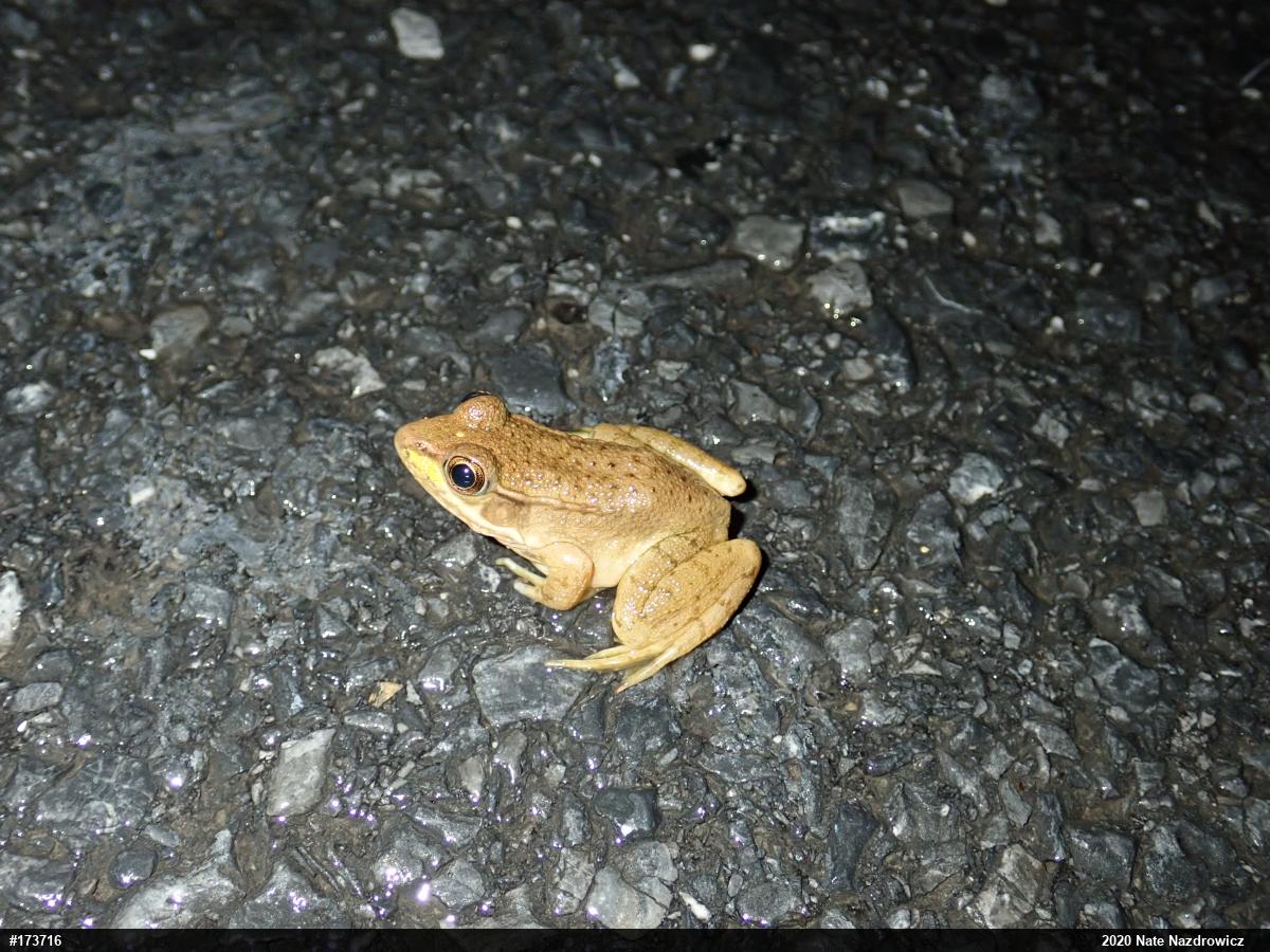 Green Frog