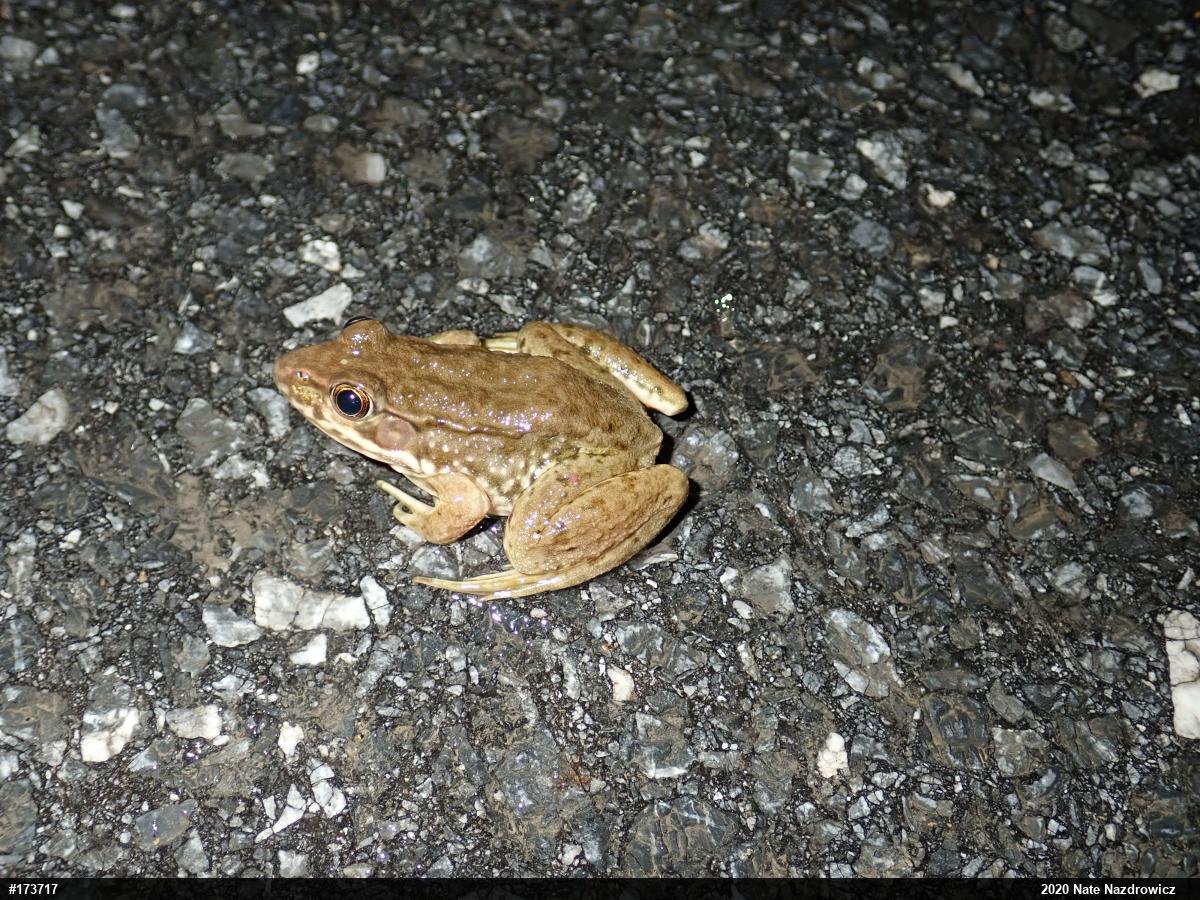 Green Frog