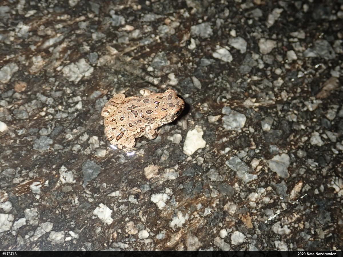 Fowler's Toad