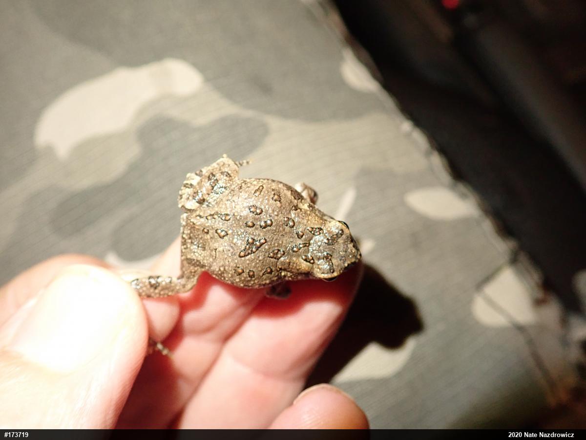 Fowler's Toad