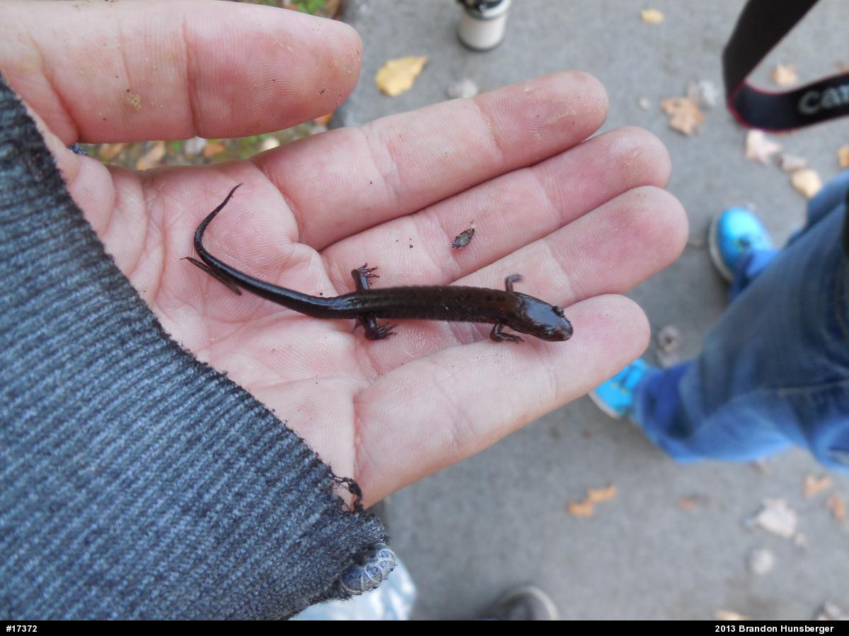 Allegheny Mountain Dusky Salamander