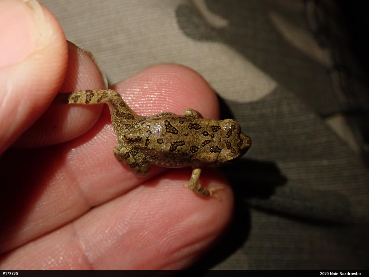 Fowler's Toad