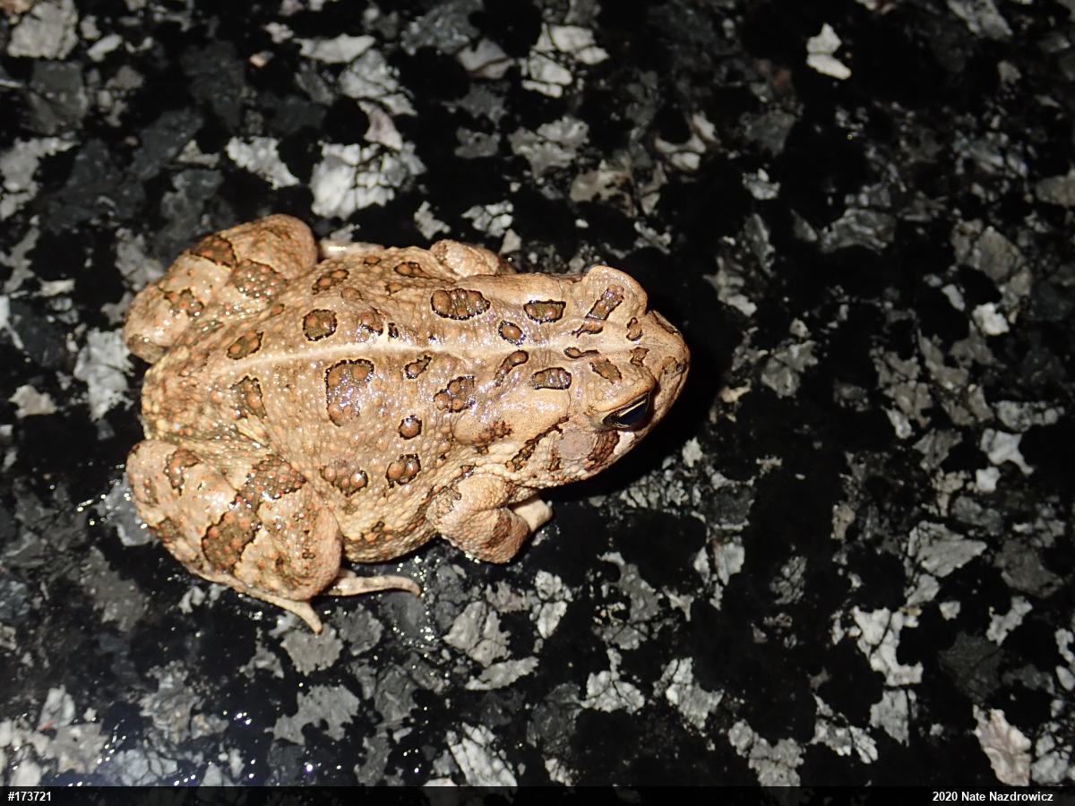 Fowler's Toad