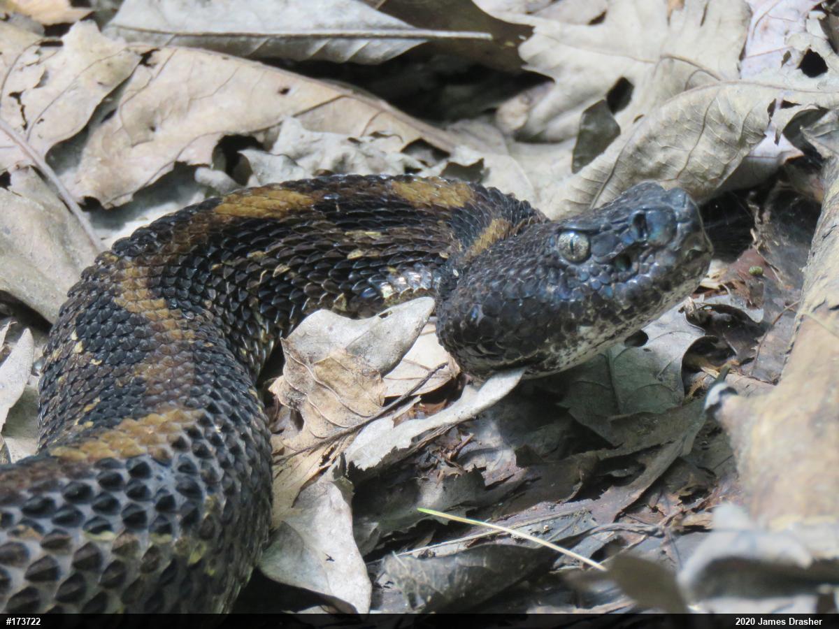 Timber Rattlesnake