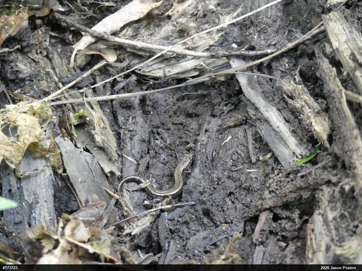 Allegheny Mountain Dusky Salamander
