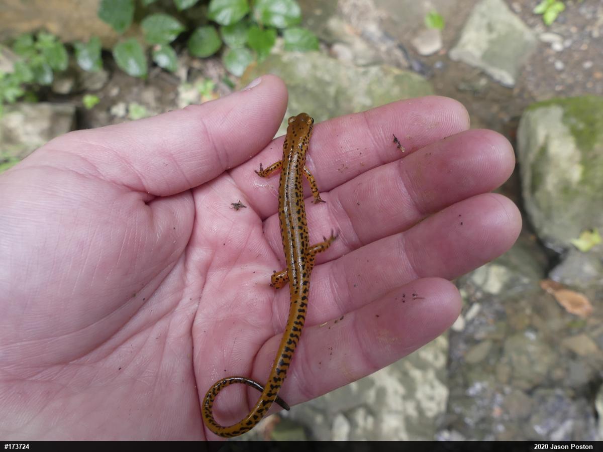 Eastern Long-tailed Salamander