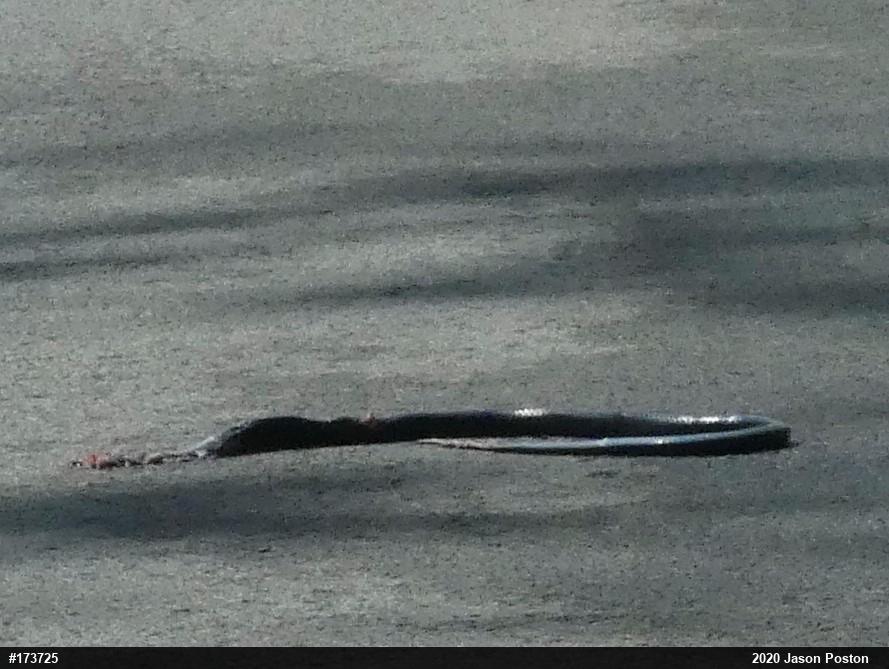 Northern Black Racer