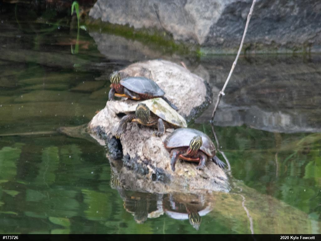Painted Turtle