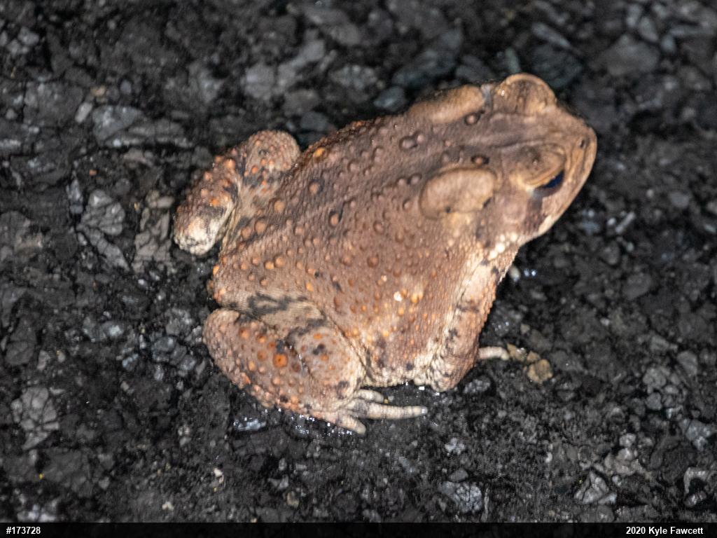 Eastern American Toad