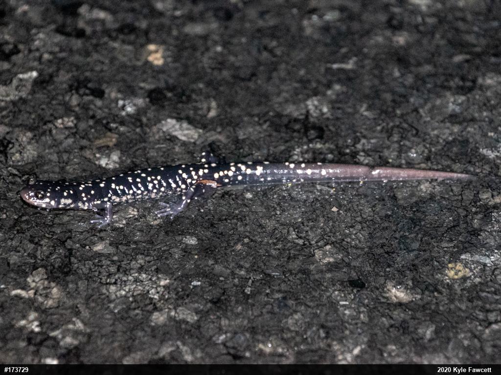 Northern Slimy Salamander