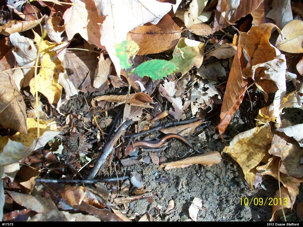 Eastern Red-backed  Salamander
