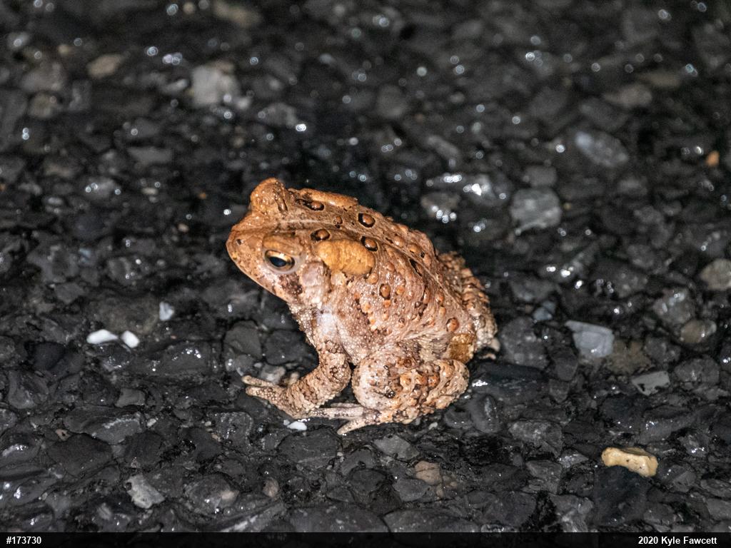 Eastern American Toad