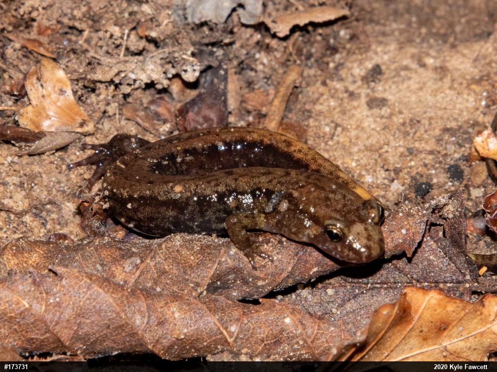 Allegheny Mountain Dusky Salamander