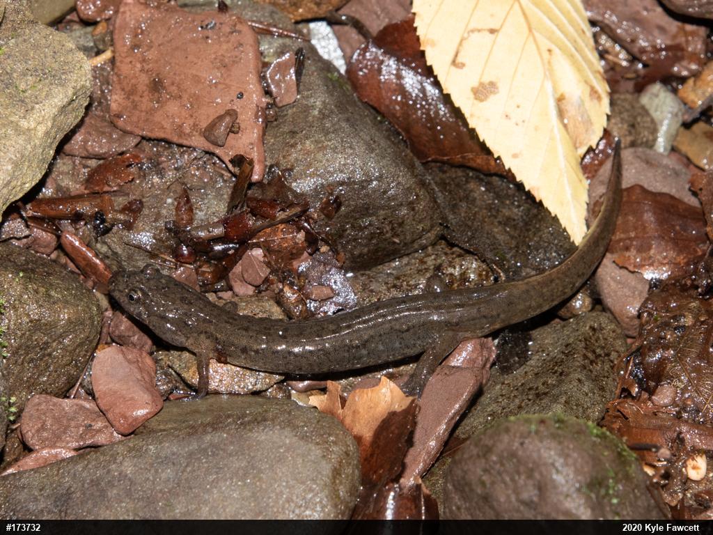 Northern Dusky Salamander