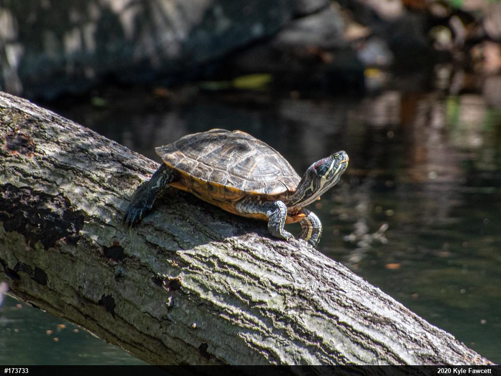 Red-eared Slider