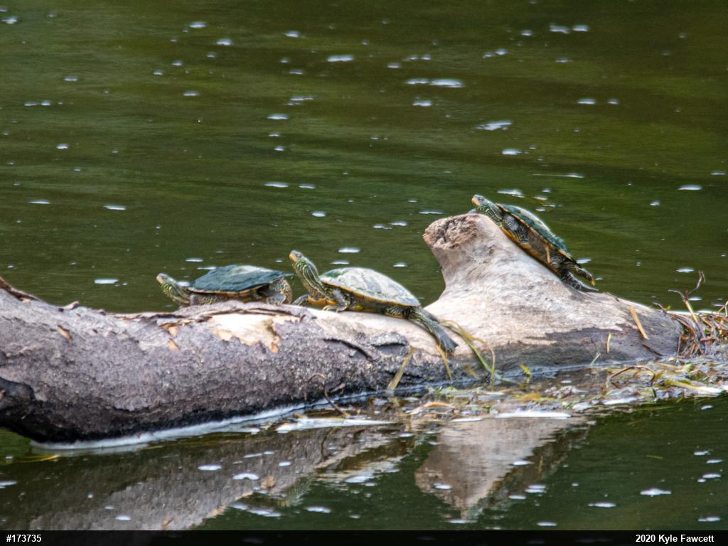 Northern Map Turtle