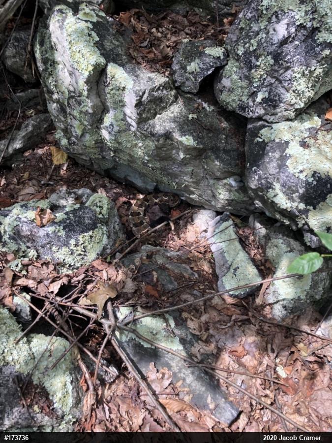 Timber Rattlesnake