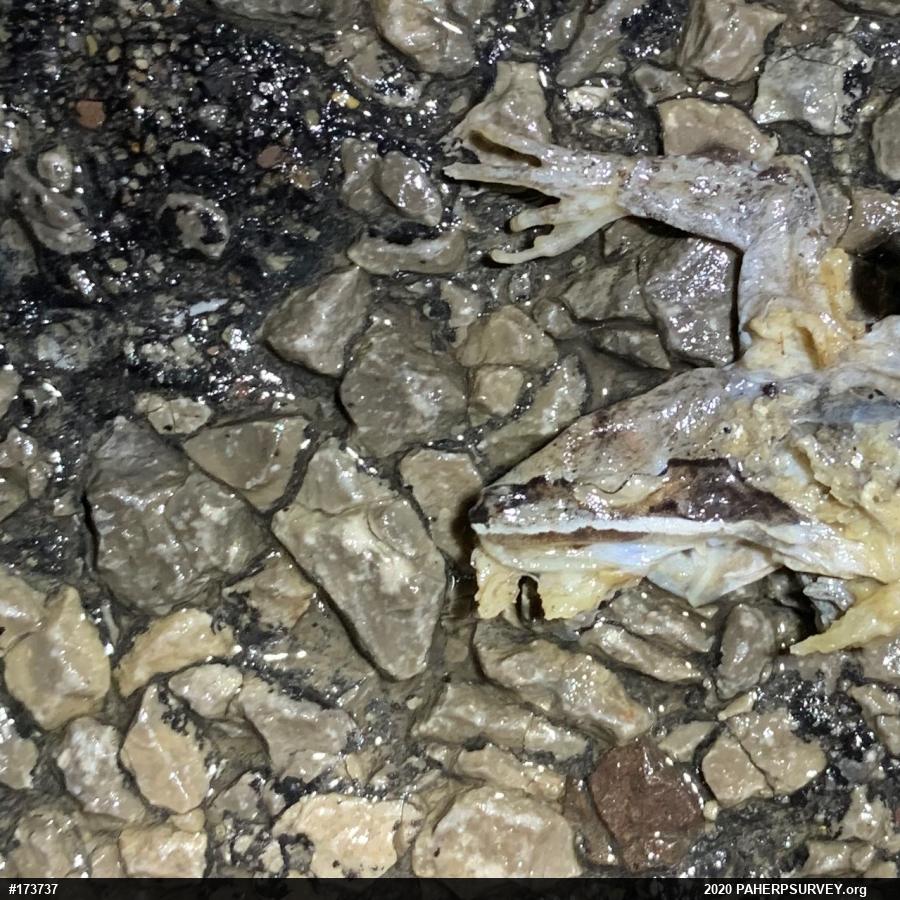 Wood Frog