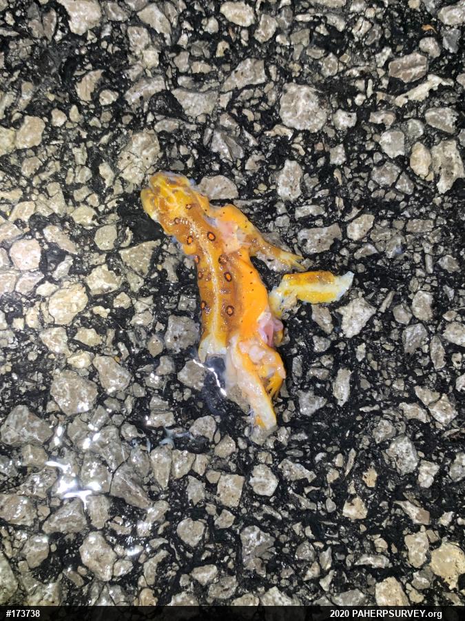 Red-spotted Newt