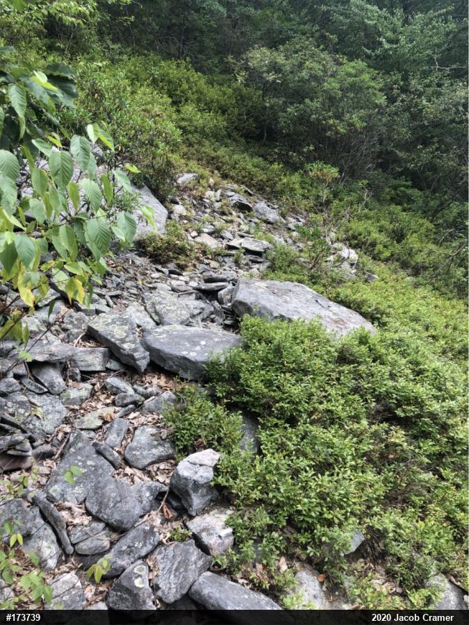 Timber Rattlesnake