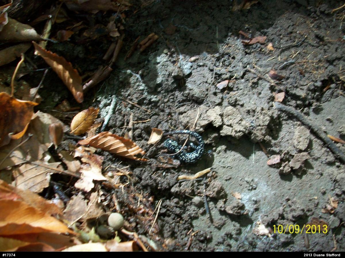 Northern Slimy Salamander