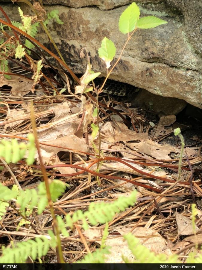 Timber Rattlesnake