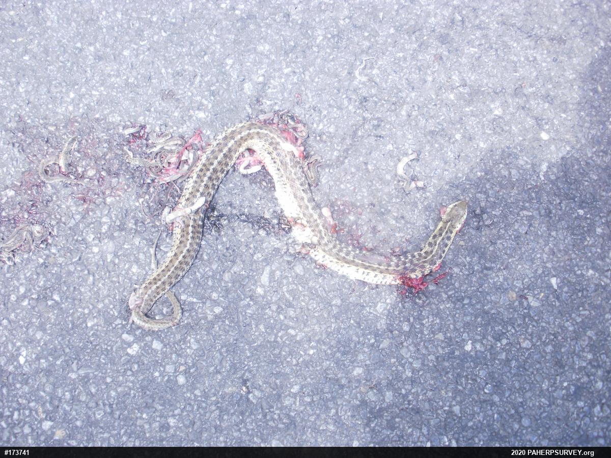 Eastern Gartersnake