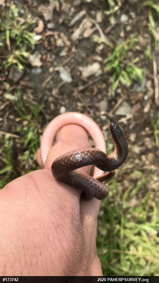 Eastern Wormsnake