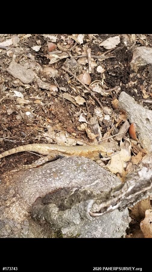 Eastern Fence Lizard