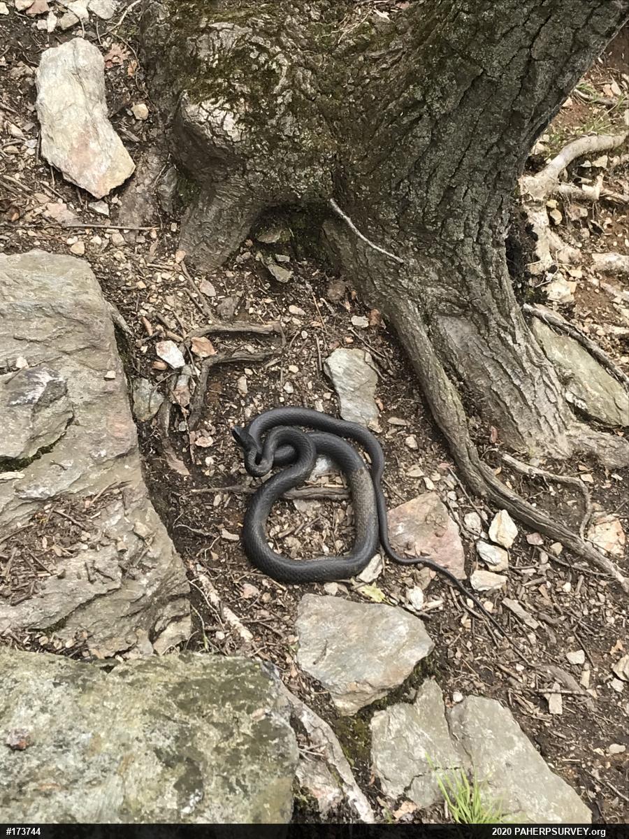 Northern Black Racer
