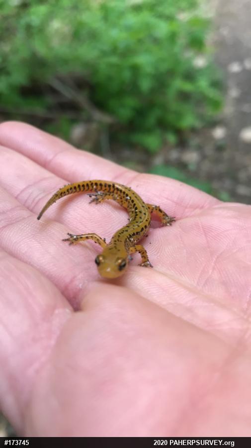 Eastern Long-tailed Salamander