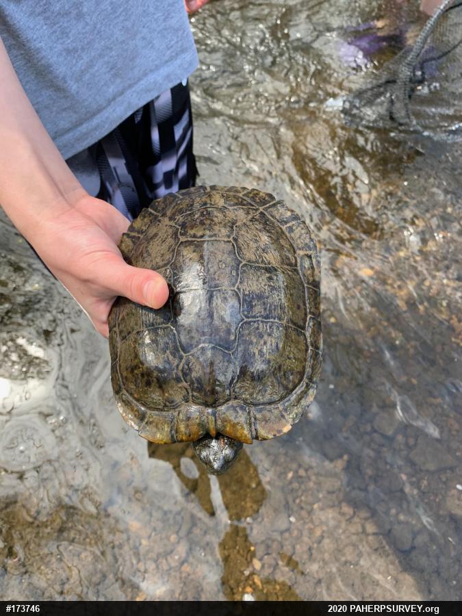 Pond Slider