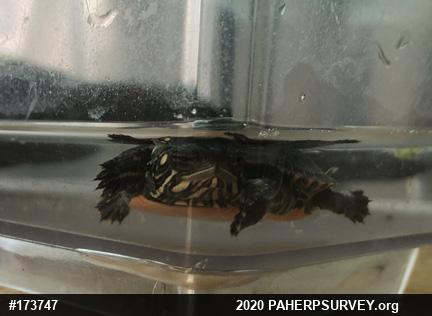 Painted Turtle