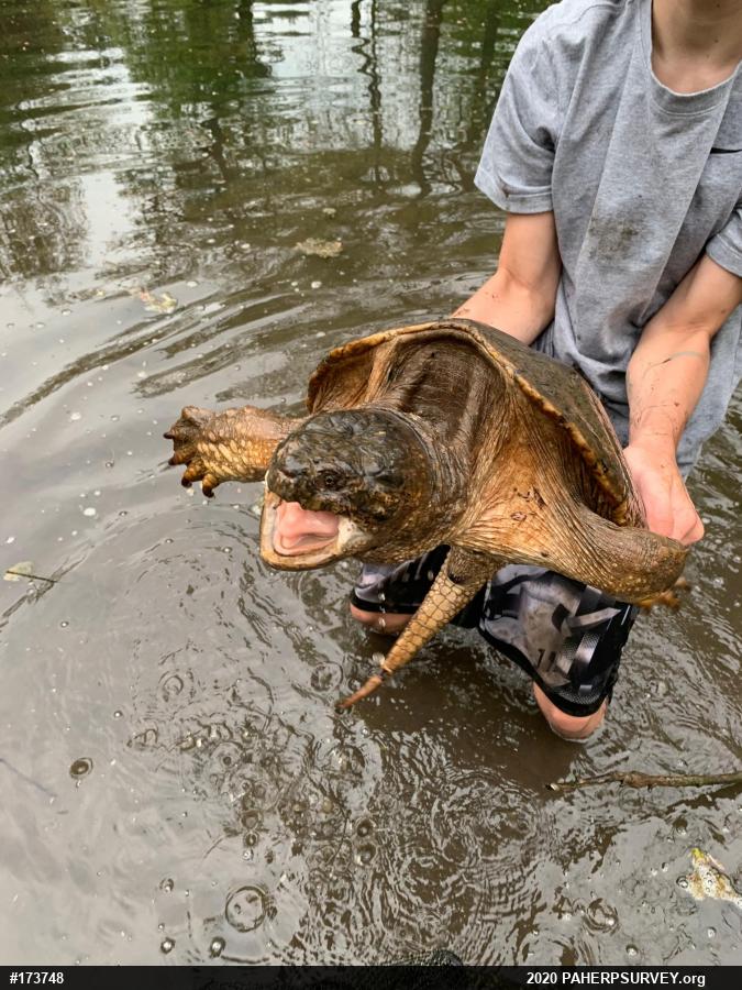 Snapping Turtle