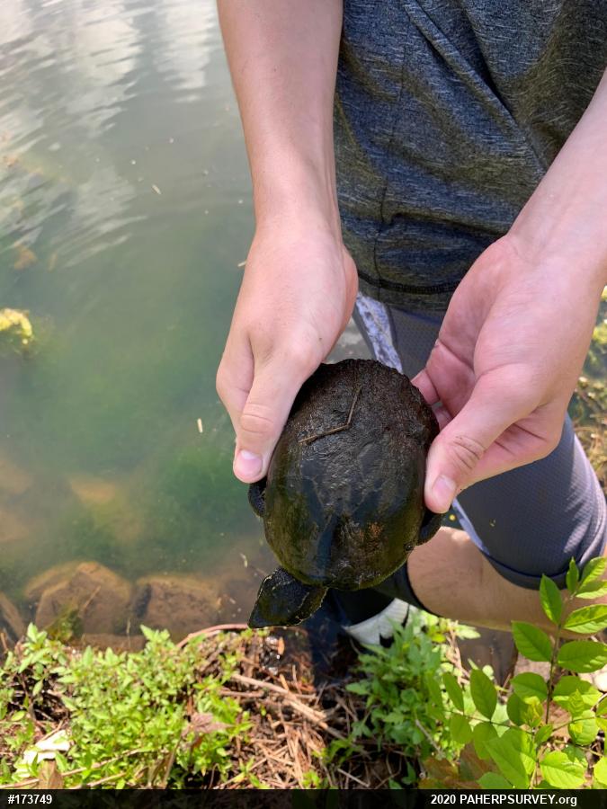 Eastern Musk Turtle