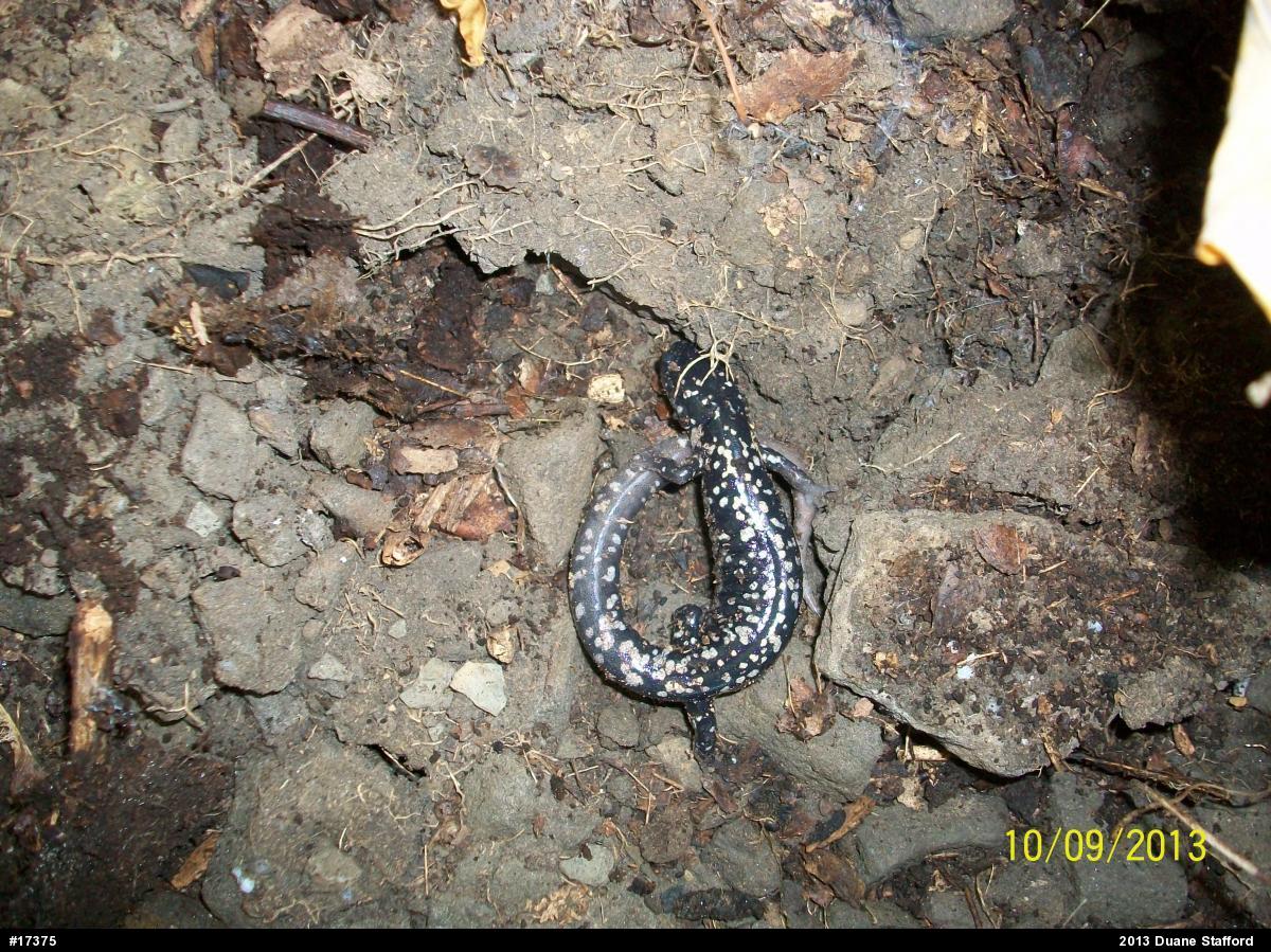 Northern Slimy Salamander