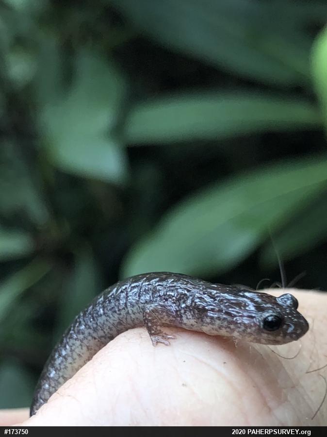 Eastern Red-backed  Salamander