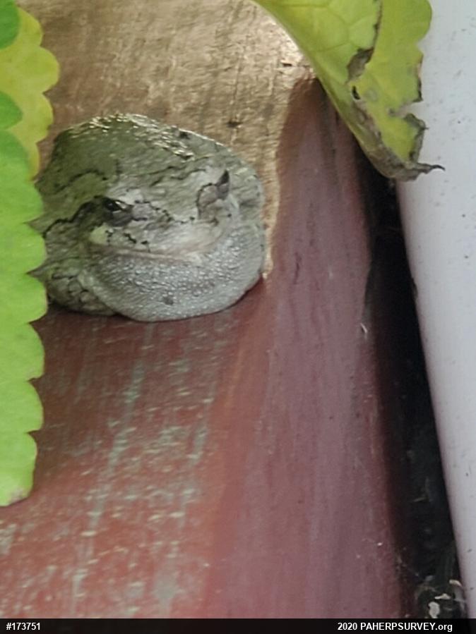 Gray Treefrog