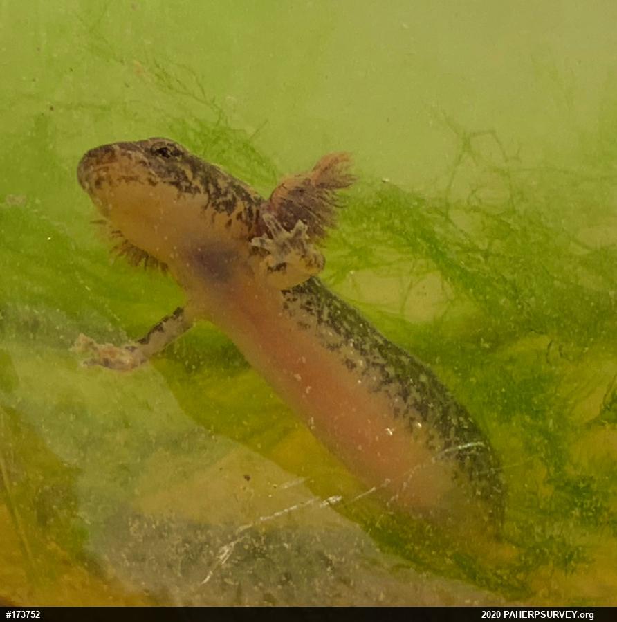 Northern Two-lined Salamander