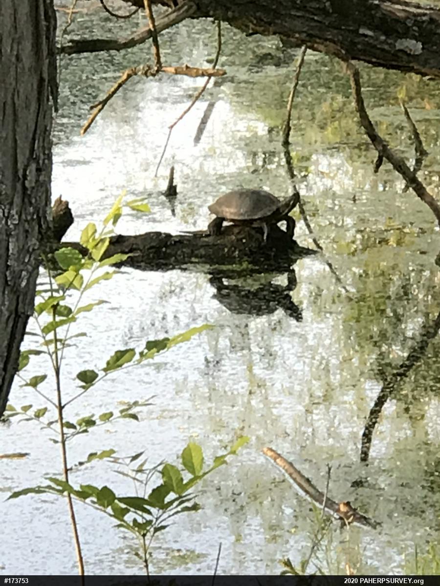 Red-eared Slider