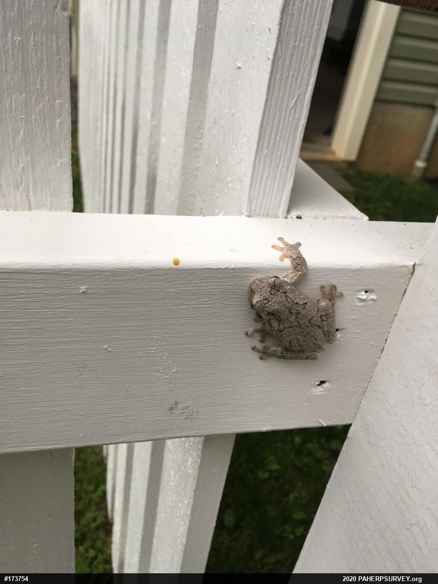 Unknown Gray Treefrog