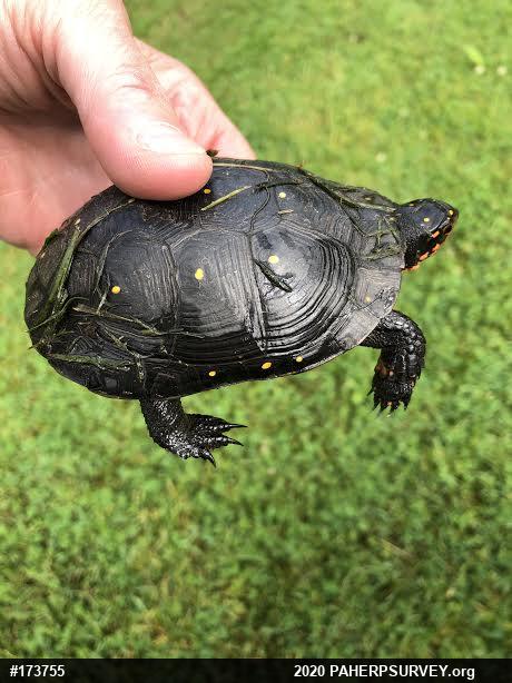 Spotted Turtle