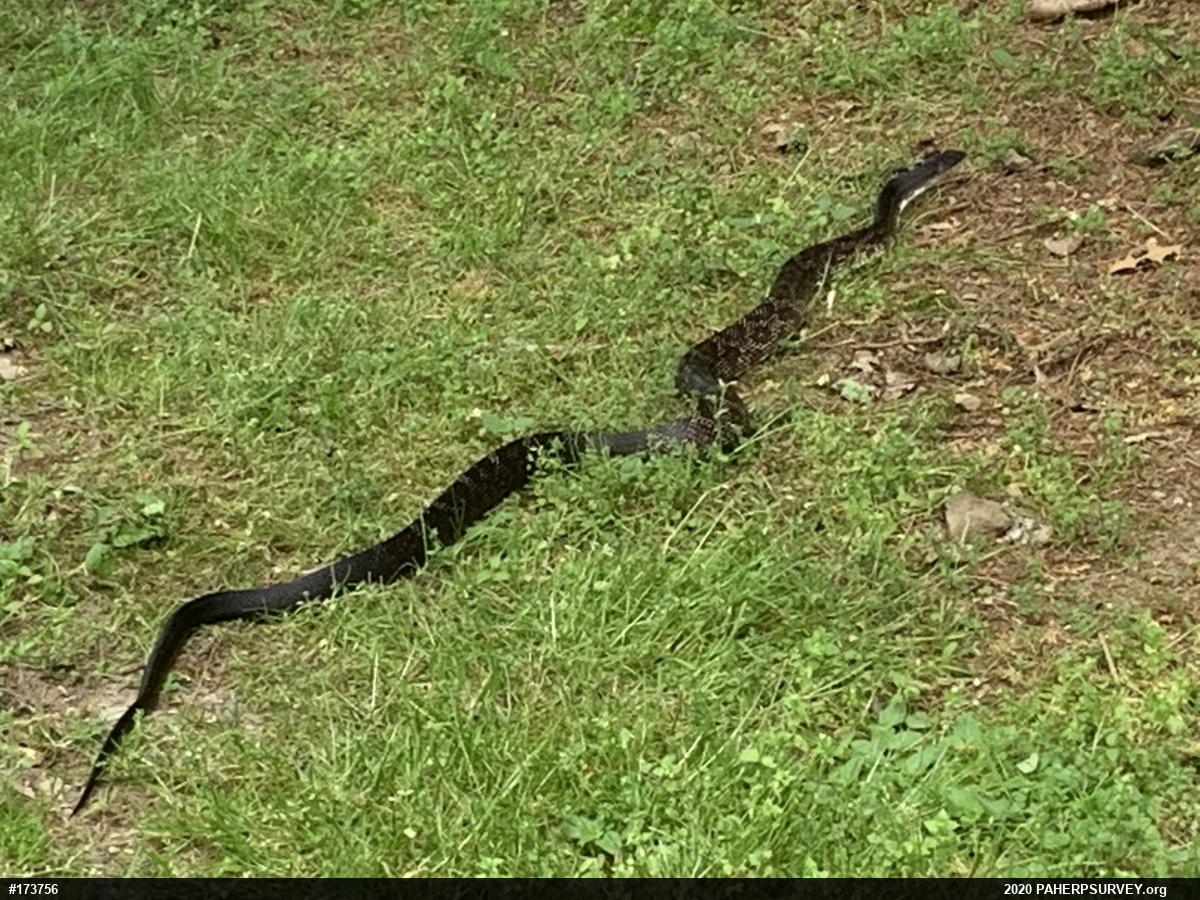 Eastern Ratsnake
