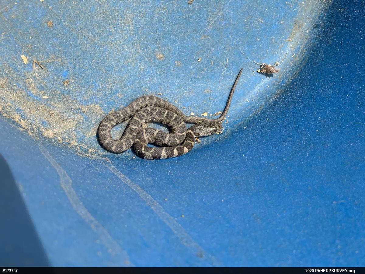 Northern Watersnake