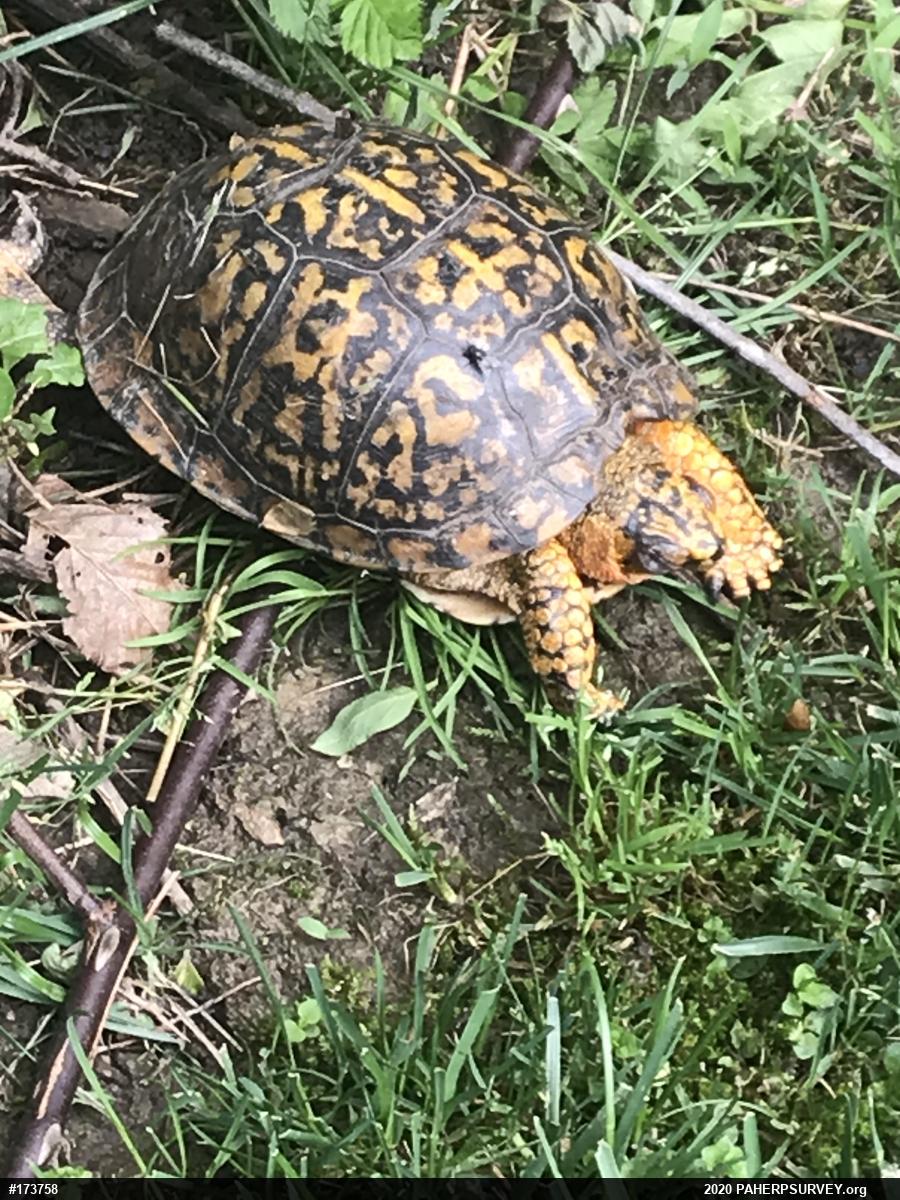 Eastern Box Turtle