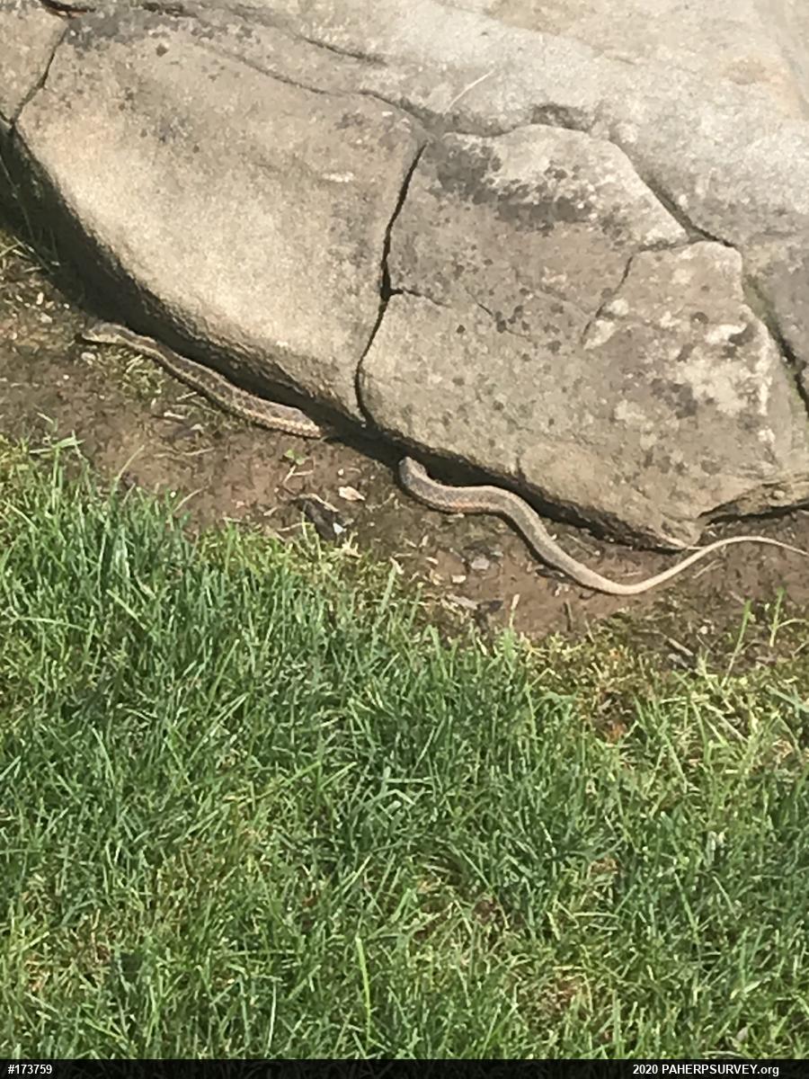 Eastern Gartersnake