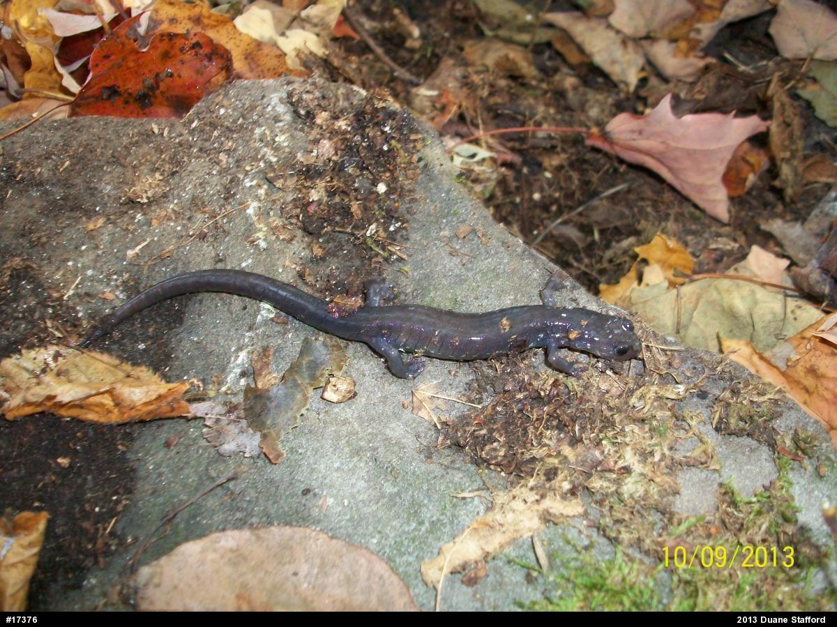 Wehrle's Salamander