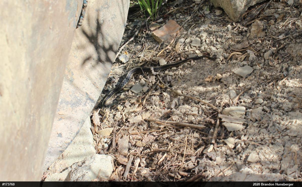 Eastern Gartersnake
